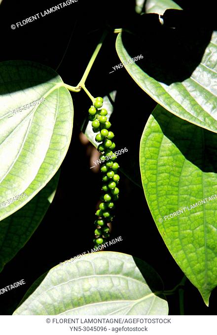 plant of black pepper, Piper nigrum