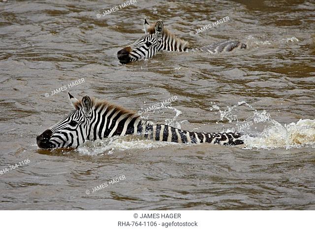 Common zebra Burchell's zebra Equus burchelli crossing the Mara River, Masai Mara National Reserve, Kenya, East Africa, Africa