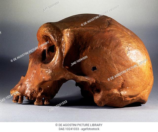 Rhodesian man skull (Homo rhodesiensis), profile