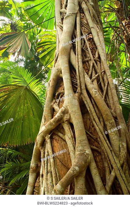 strangler fig Ficus aurea, a young strangler fig embraces its host tree in a lush tropical rainforest, Australia, Queensland, Tam O Shanter National Forest
