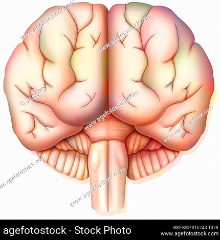 Brain, with the two cerebral hemispheres, the cerebellum and the brainstem