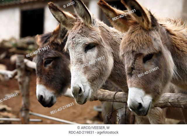 Domestic Donkeys, La Gomera, Canary Islands, Spain