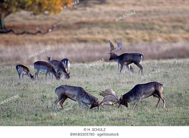 fallow deer (Dama dama, Cervus dama), stags fighting in a meadow, Denmark, Sjaelland