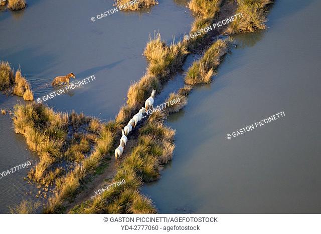 Aerial view picture. Horses in the Albufera Natural Park, Alcudia, Mallorca, Balearic Island, Spain