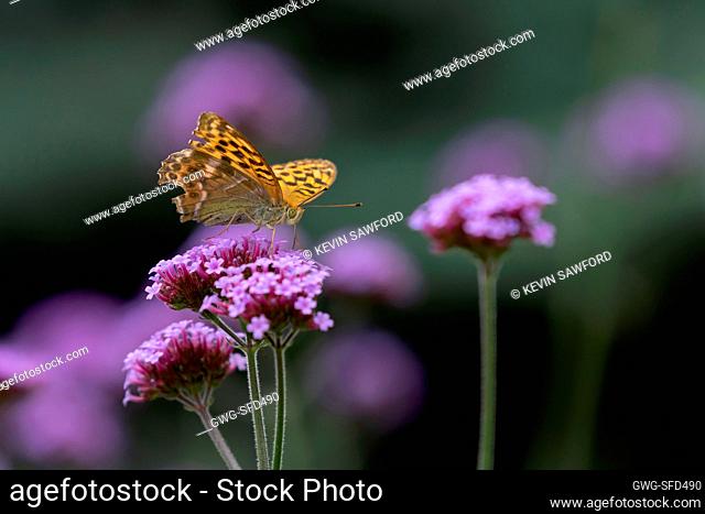 Silver-washed fritillary butterfly Argynnis paphia adult feeding on a garden Vervain Verbena officinalis flower, Suffolk, England, UK, August