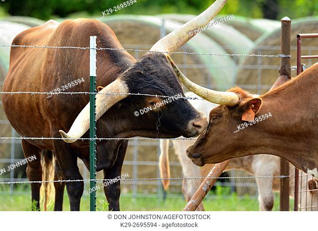 Texas long-horn cattle interacting near a fence, Willow City, Texas, USA