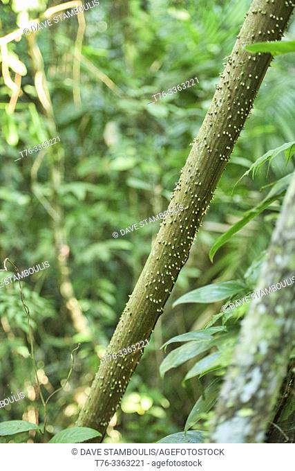 Thorny sandbox tree, Tambopata Reserve, Amazon rainforest, Peruvian Amazon