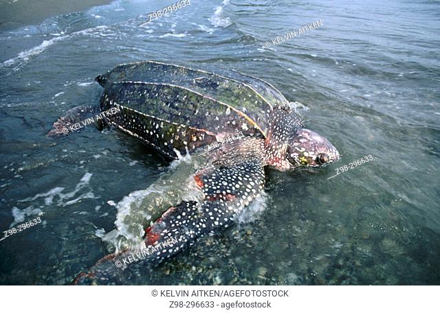 Leatherback turtle (Dermochelys coriacea) returning to the sea at dawn after laying. Rare and endangered species. Worlds largest turtle growing to 3 m