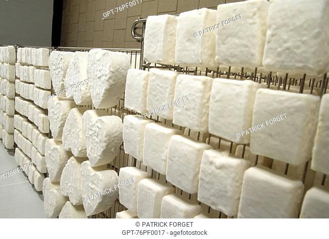 NEUFCHATEL CHEESE, THE MAKING AND MATURING, SEINE-MARITIME 76, NORMANDY, FRANCE