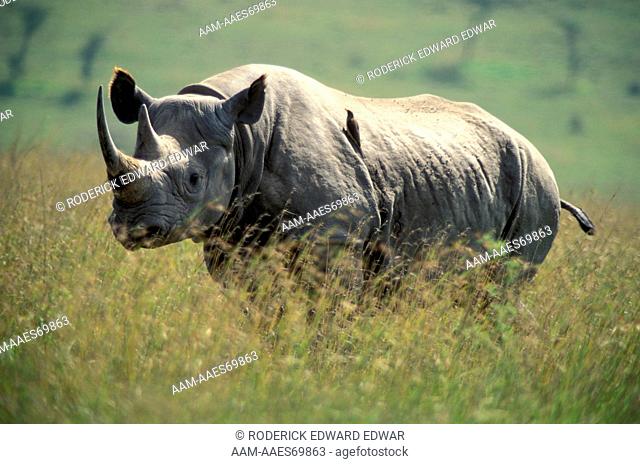 Adult male Black Rhinoceros in long grass in Nairobi National Park Kenya Africa