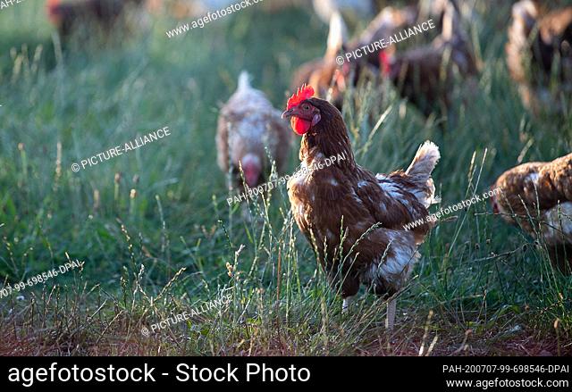 07 July 2020, Baden-Wuerttemberg, Waldenbuch: Chickens stand near an organic farm on a chicken mobile. At the press conference of the Baden-Württemberg...