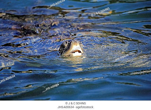 Green Sea Turtle, Chelonia mydas, Cayman Islands, Grand Cayman, Caribbean, adult swimming in water breathing portrait