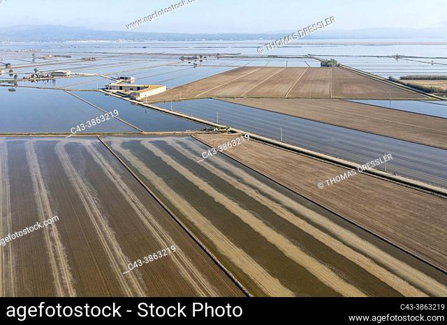 Flooded rice fields in May. The tracks are caused by a tractor sowing rice seeds. The dry patches are experimentally cultivated with dryland rice
