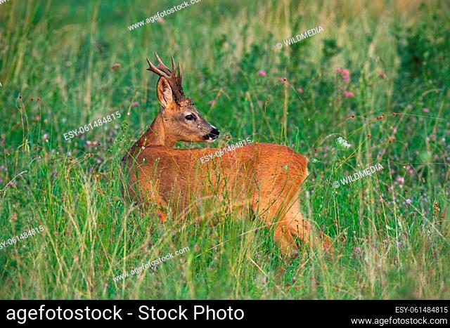 Roe deer, capreolus capreolus, looking over the shoulder on meadow in summer. Buck observing on wildflowers in summertime
