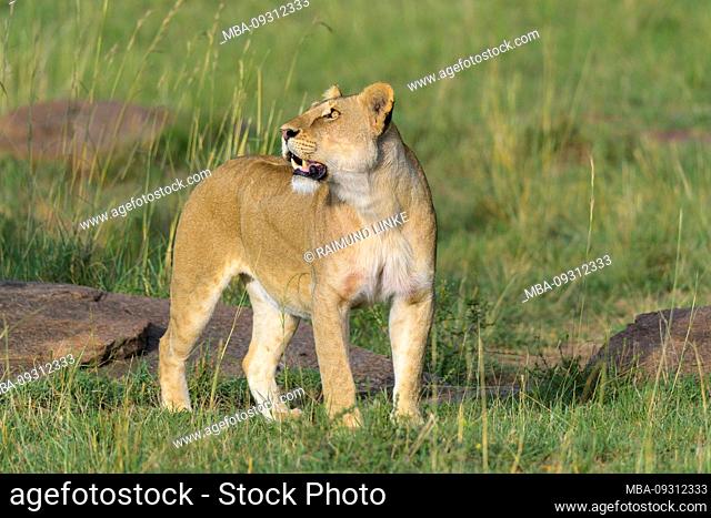 African lion, Panthera Leo, female, Masai Mara National Reserve, Kenya, Africa