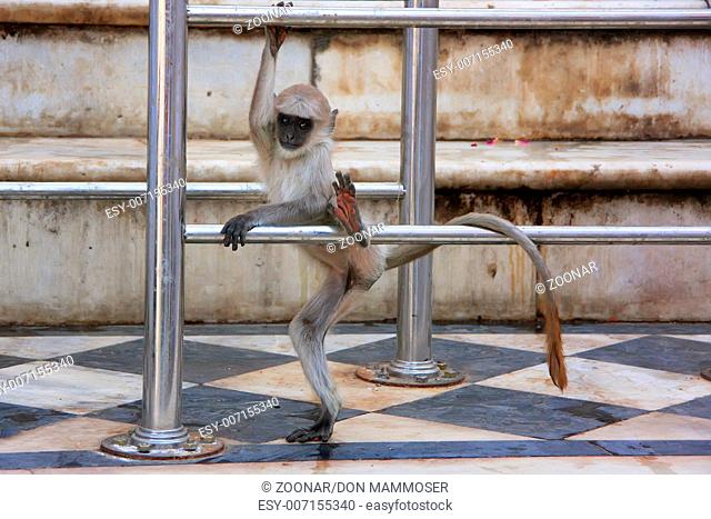 Baby Gray langur playing at the temple, Pushkar, R