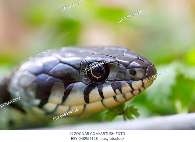 common grass snake (Natrix natrix) close up portrait, Czech, European wildlife