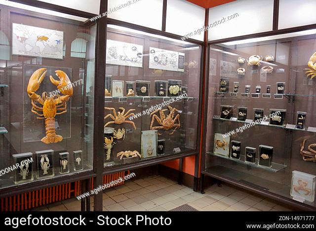 Moscow, Russia - January 25, 2020: Interior of the hall of the Zoological Museum of Moscow State University named after Lomonosov. Founded in 1791