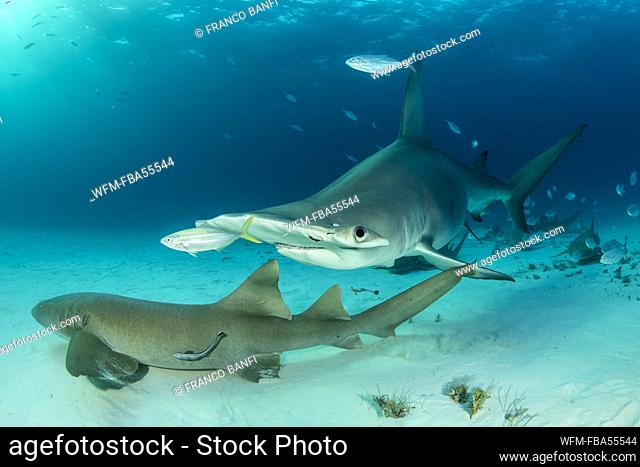 Great Hammerhead Shark and Nurse Shark, Sphyrna mokarran, Bimini, Bahamas