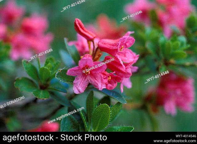 rhododendron hirsutum flowers, aviasco lakes, italy