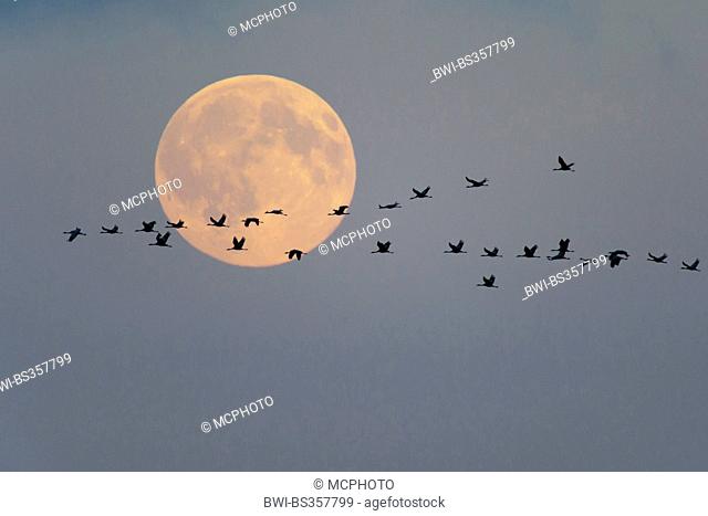 Common crane, Eurasian Crane (Grus grus), flying flock in front of full moon, Germany, Mecklenburg-Western Pomerania