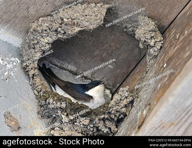 08 May 2023, Brandenburg, Angermünde: A House Martin (Delichon urbicum) is seen in its nest, which is still under construction