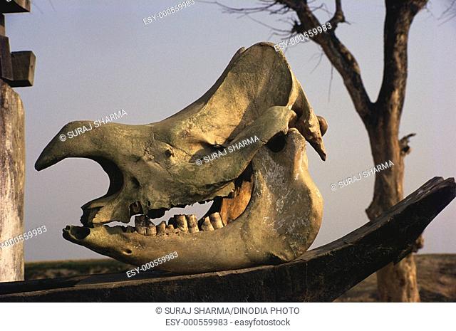 Skull of rhino , Kaziranga , Assam , India