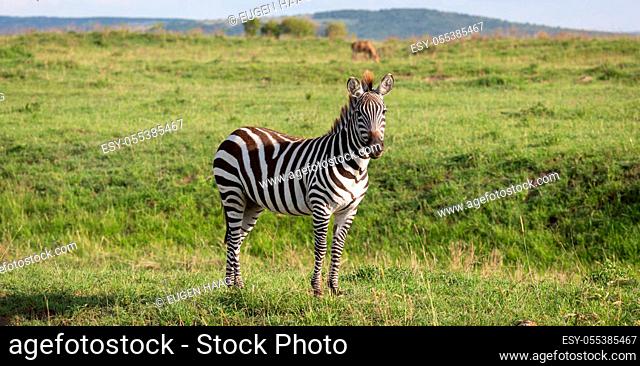 One zebra in the green landscape of a national park in Kenya.