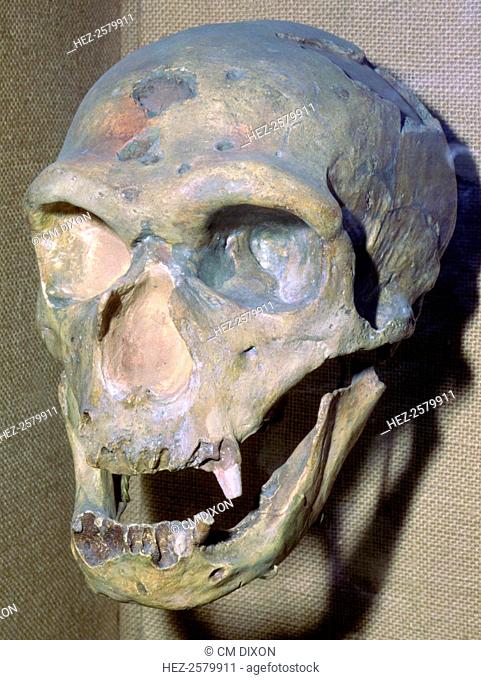 The skull of a Neanderthal man, reconstructed, 49, 000 BC