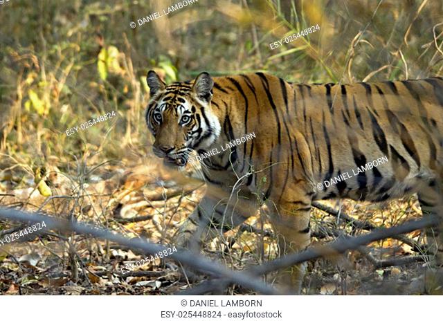 Bengal Tiger (Panthera Tigris Tigris) Walking in Forest, Bandhavgarh, India