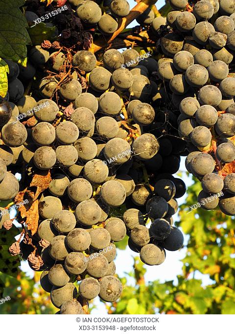 grapes ready to harvest in a vineyard near Monbazillac, Dordogne Department, Nouvelle-Aquitaine, France