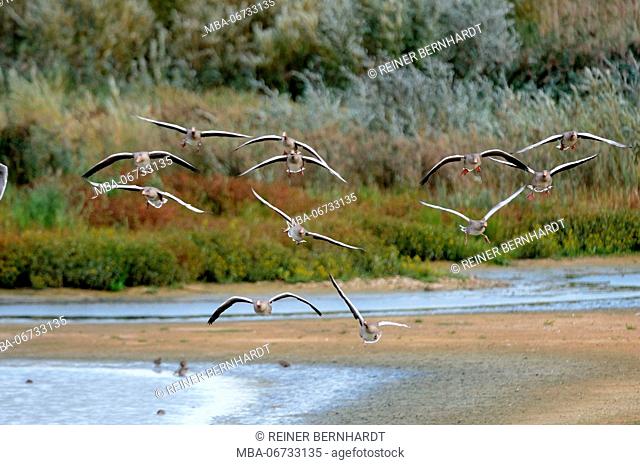 Greylag geese flying, Anser anser
