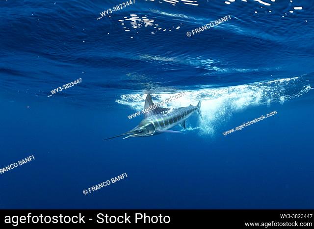 Striped marlin (Kajikia audax) feeding on. sardine's bait ball (Sardinops sagax), Magdalena Bay, West Coast of Baja California, Pacific Ocean, Mexico
