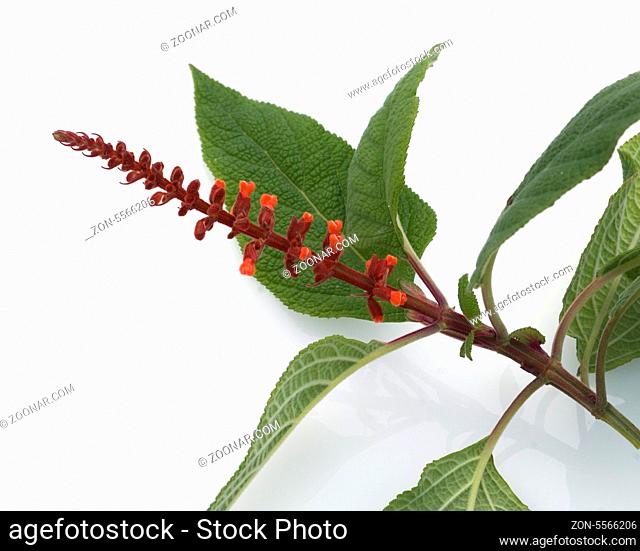 Gedraengter Salbei, Salvia confertiflora, Heilpflanzen
