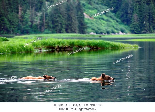 Female grizzly bear swimming and crossing the waters of the estuary followed by her cub (Ursus arctos horribilis), Khutzeymateen Grizzly Bear Sanctuary
