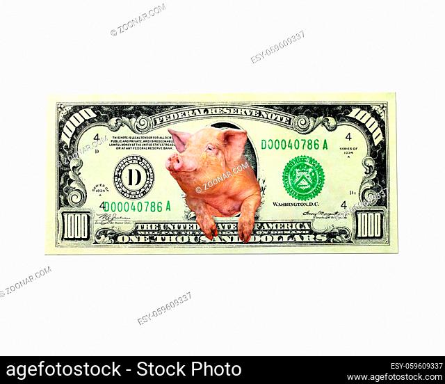 pig looks out of one thousand dollar note instead of the American president isolated on the white