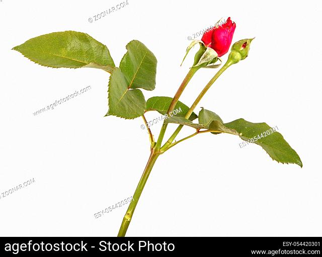 Young bud of a red rose on a stem. Isolated on white background
