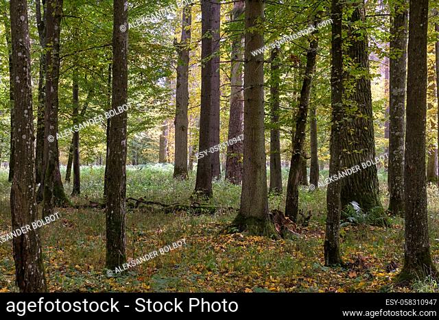 Old hornbeams in autumn with backlit, Bialowieza Forest, Poland, Europe