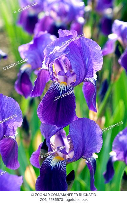 Deutsche Schwertlilien; Iris germanica, Wasserpflanzen