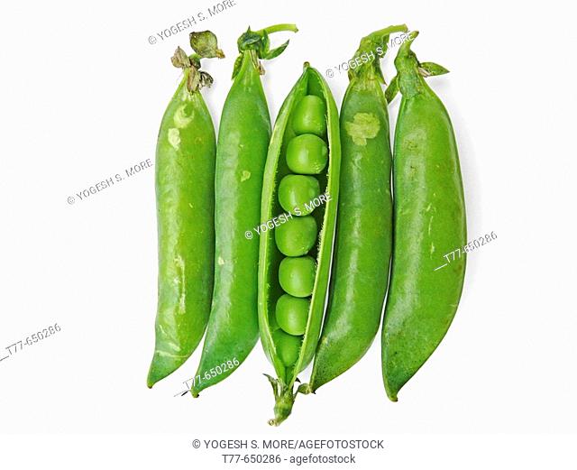 Sugar Snap Peas. Leaves are usually composed of three leaflets; flowers are pale yellow, lavender, or white. The size and color of the pods and seeds vary
