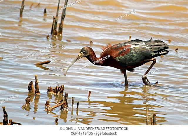 A Glossy Ibis, Plegadis falcinellus, searching for food in a saltmarsh  Edwin B  Forsythe National Wildlife Refuge, Oceanville, New Jersey, USA