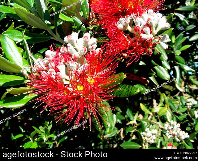 NZ tree flower Metrosideros umbellata