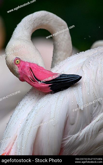 20 July 2023, Saxony-Anhalt, Magdeburg: A pink flamingo in Magdeburg Zoo uses its beak to pick up drops of water that roll off its feathers
