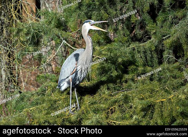 A great blue heron has its beak open while standing on a cluster of pine boughs in north Idaho