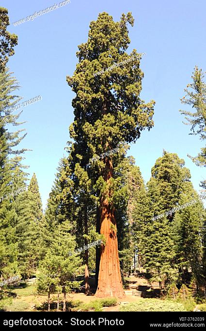 Giant sequoia (Sequoiadendron giganteum) is an evergreen large tree native to California mountains. This photo was taken in Sequoia and Kings Canyon National...
