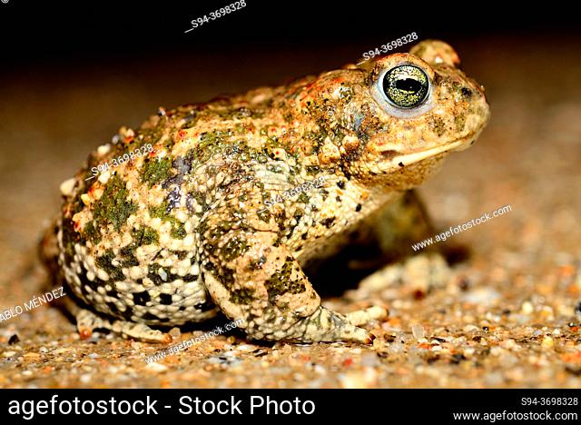 Natterjack toad (Epidalea calamita) in the fields of Bustarviejo, Madrid, Spain
