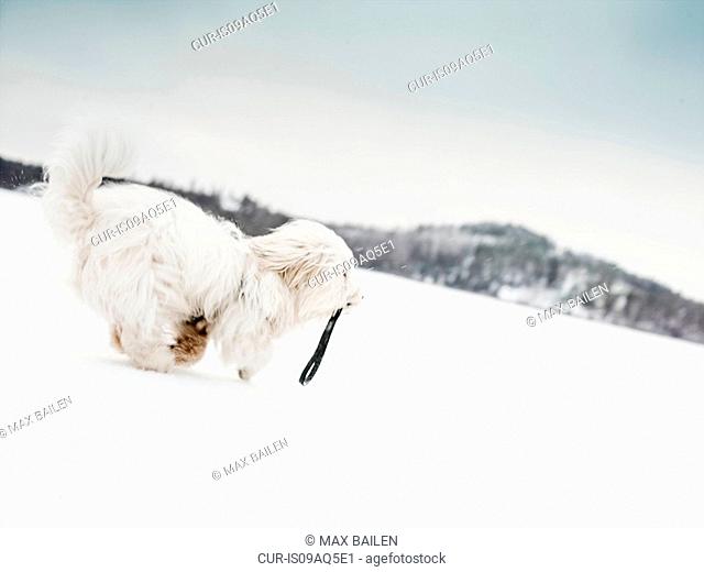 Coton de tulear dog running in snowy landscape