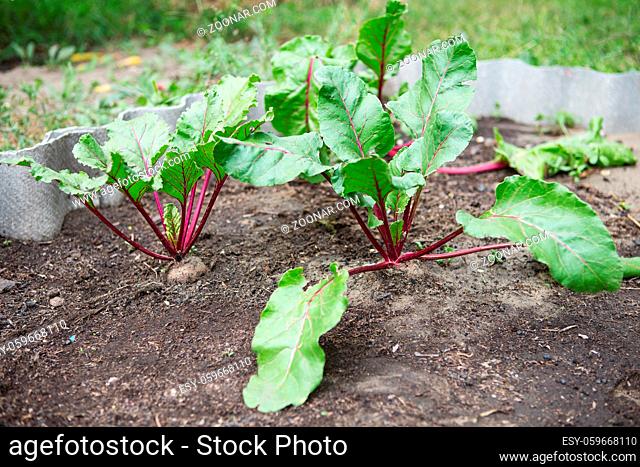 Young green beetroot plants. Beetroot growing. Organic beet roots growing on vegetable bed