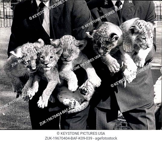 Apr. 04, 1967 - Lion Cub Quins Pose at the Zoo.: The London Zoo's lion cub quins, who were born on 13th, Feb, to Kim and Mark - today left their mother for the...