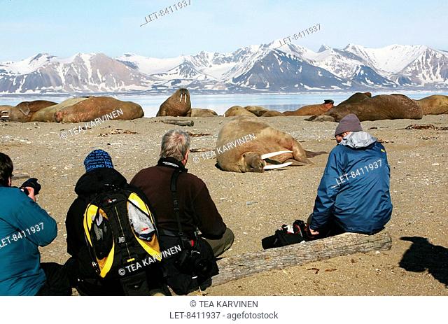 Tourists take photos of walruses Odobenus rosmarus in Poolepynten Poole Point, on Prins Karls Forland Prince Charles Foreland, Svalbard, at midsummer